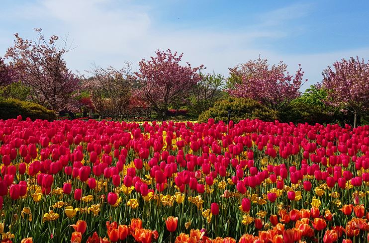 태안 튤립축제 기간, 입장료, 주차장