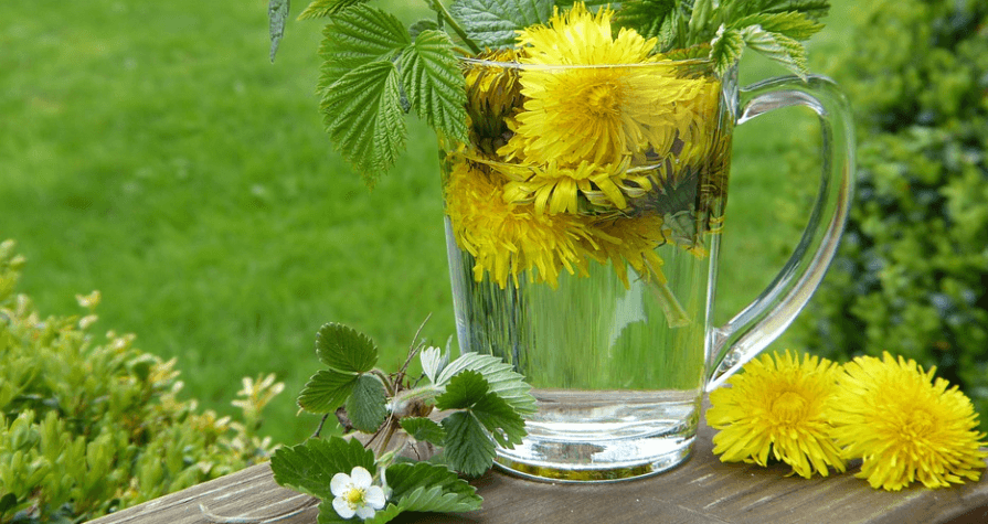 췌장에 좋은 음식 민들레