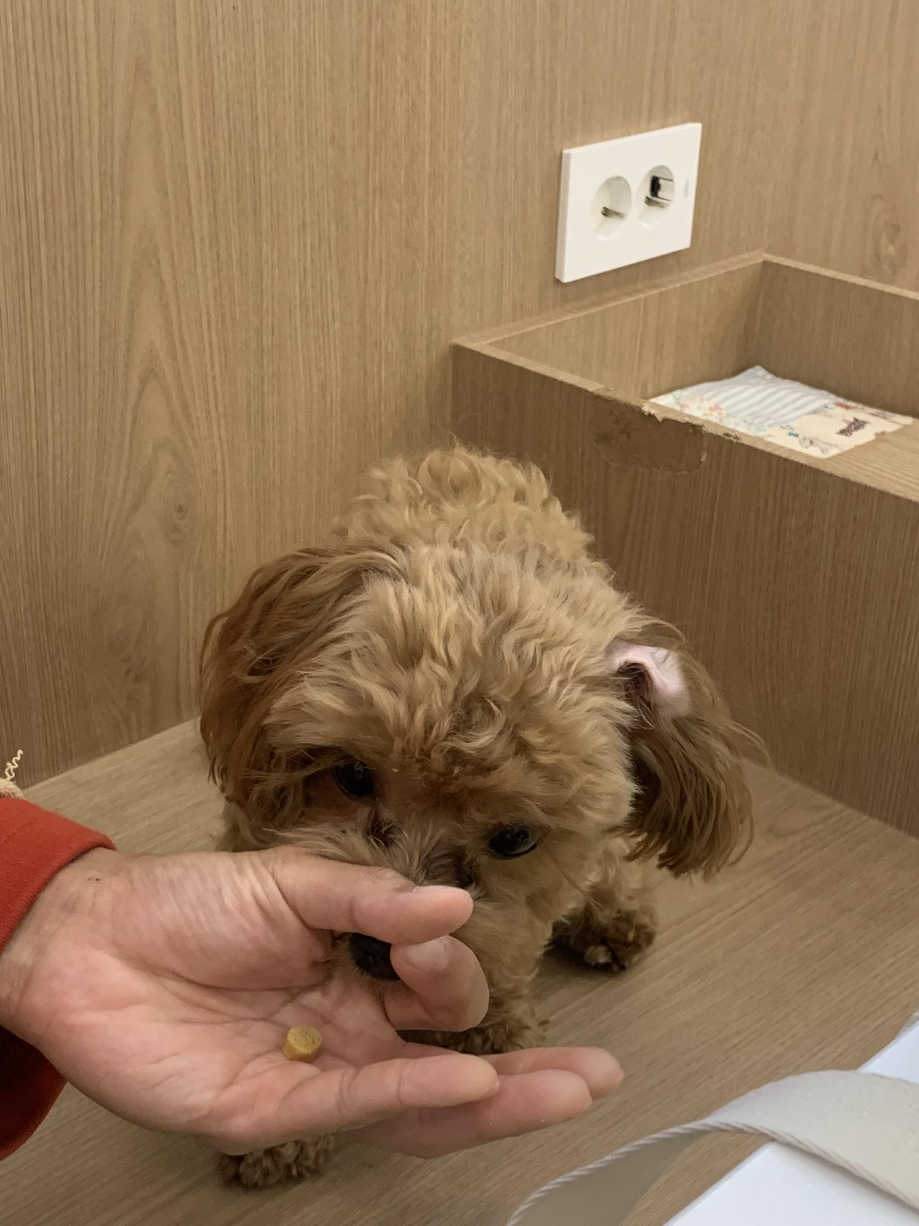 부천 부천시청 애견카페 애견유치원 애견호텔 멍스냅