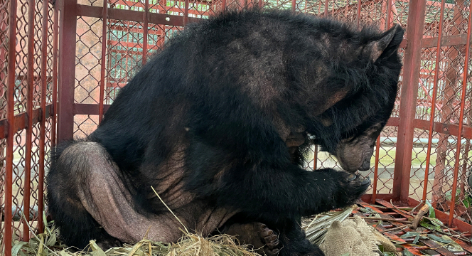 담즙 농장에서 20년 동안 착취당한 사육곰 '던'의 충격적인 모습