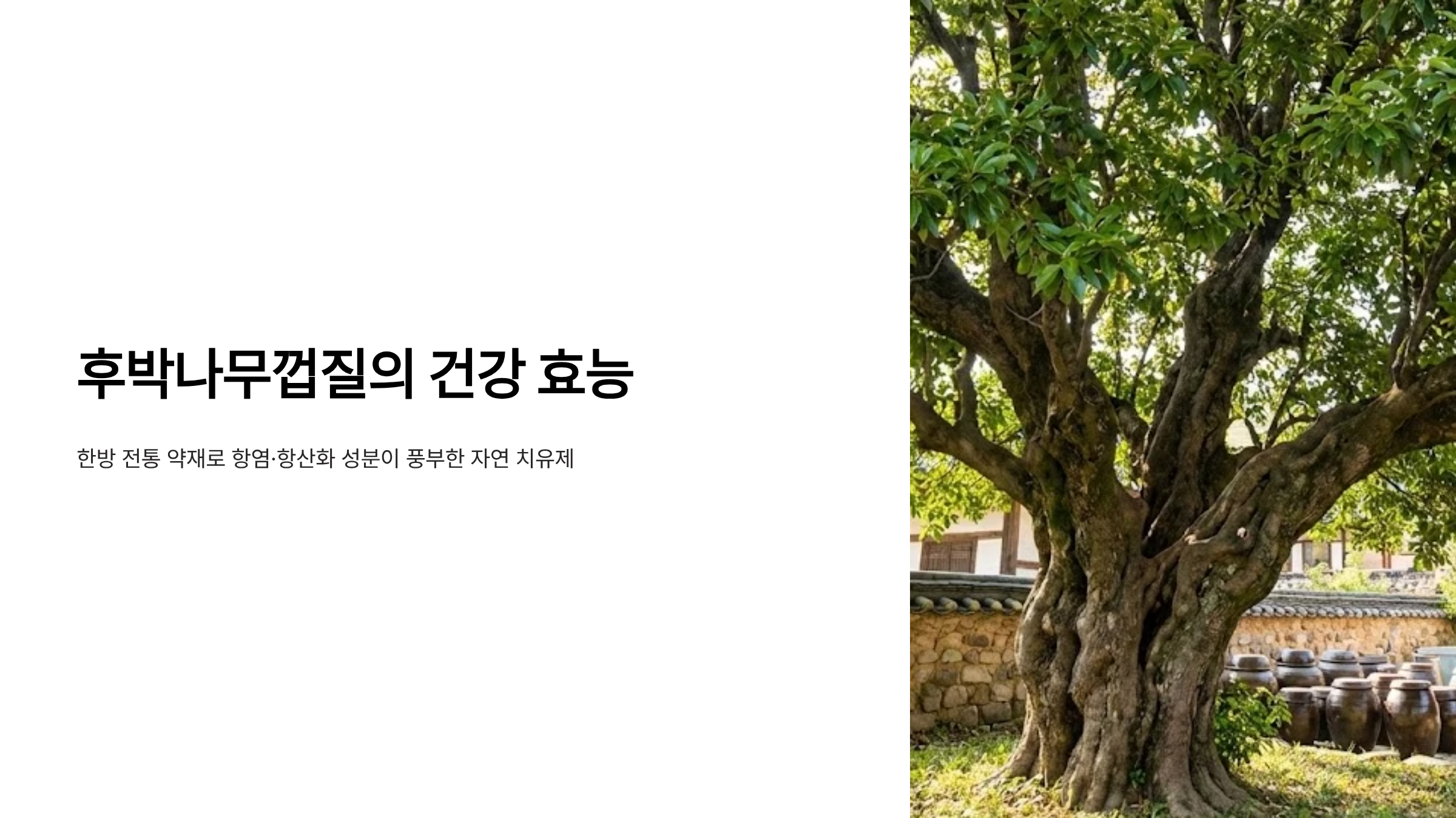 후박나무껍질 건강 효능