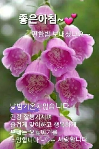 아침인사 이쁜글 다운로드_21