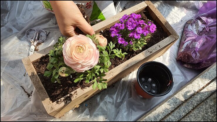 라넌큘러스를-심고있는-사진