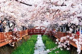 여의도 벚꽃 축제 관련 사진