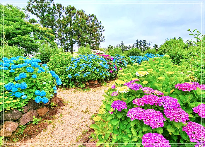 생방송 오늘저녁 제주, 조천 7월 수국 축제 명소, 수국정원, 인생사진, 디저트 카페 맛집