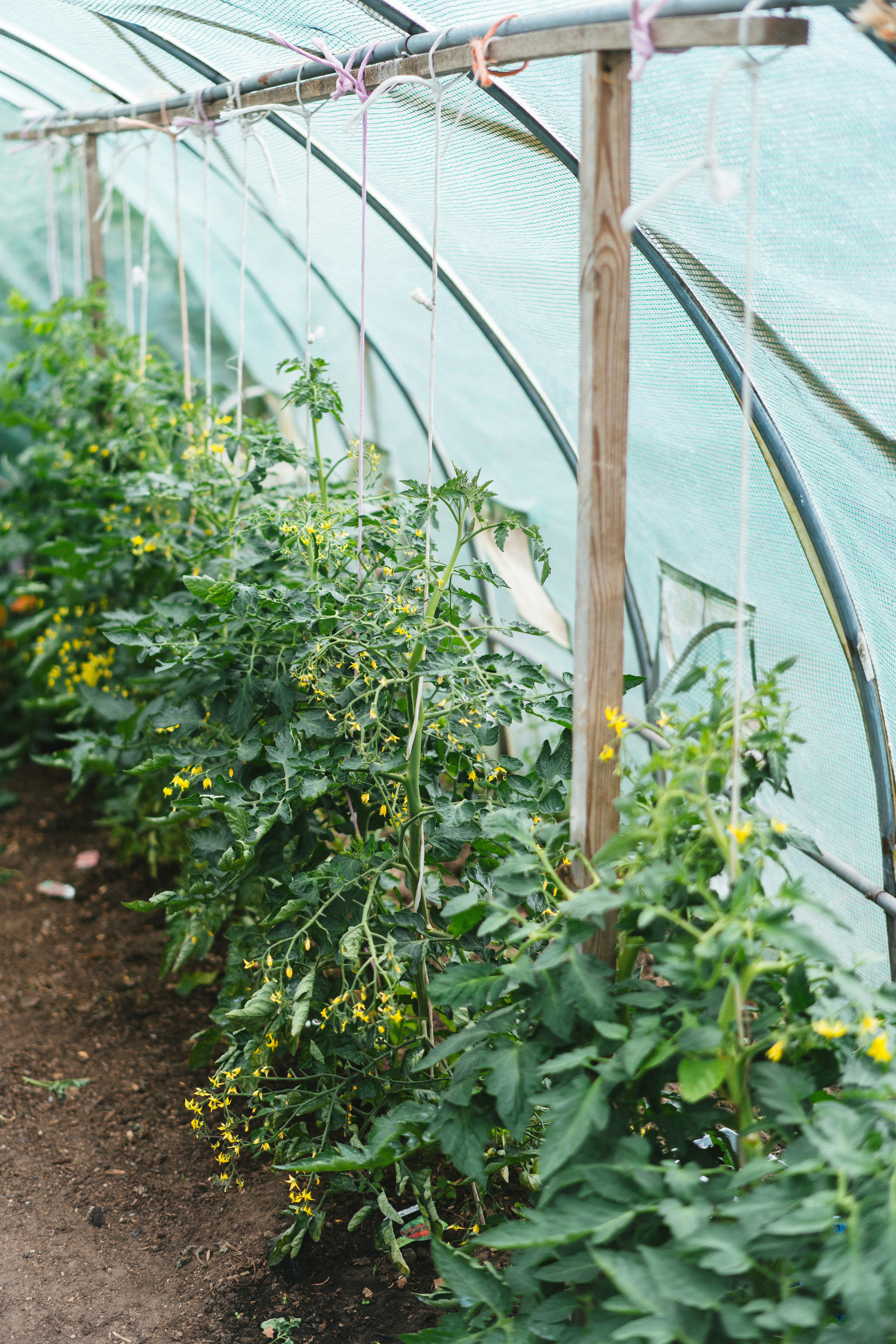 텃밭 작물 파종 시기 및 가꾸는 방법 (+ 관리기 추천 개미 퇴치법)