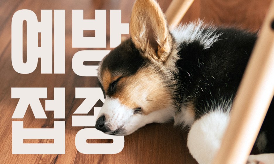 강아지 예방접종