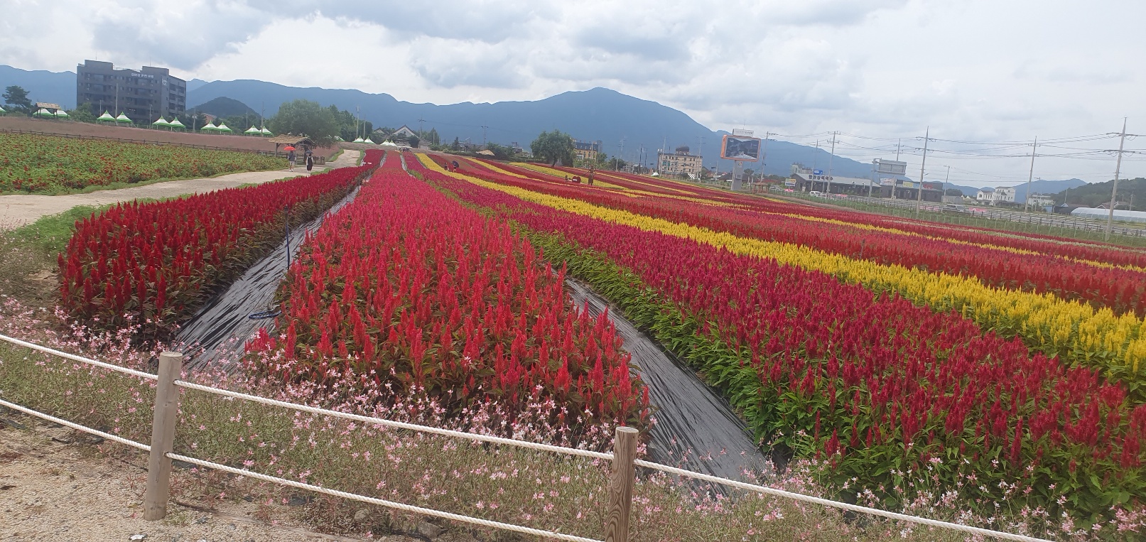 2026 벚꽃 개화시기 언제? 전국 명소 완벽 정리