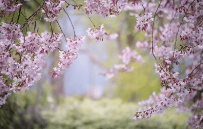 진해군항제 무료 셔틀버스 노선도&amp;#44; 기차 예매 꿀팁