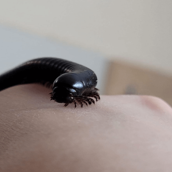 지네 물렸을 때