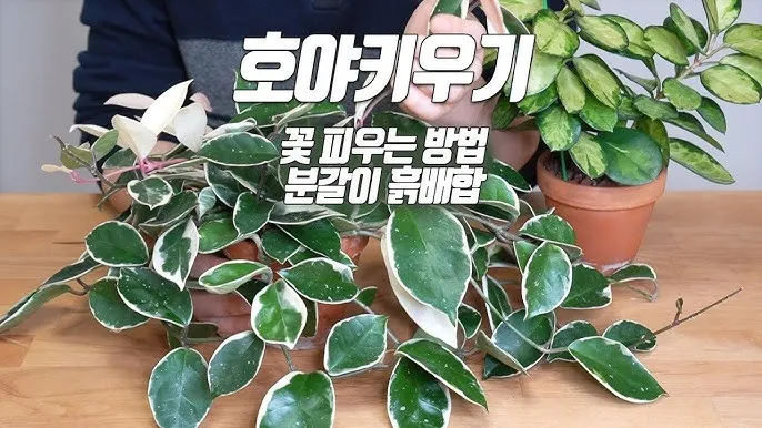 호야 키우기 꽃피우기 번식법 알고 물주기_1
