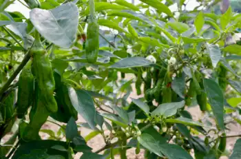 꽈리고추 효능 및 영양소