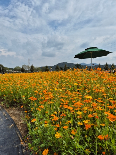 합천 핑크뮬리 신소양체육 공원 맛집 및 무료 주차 꿀팁