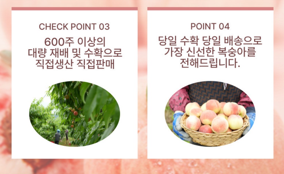 영천-대극천-복숭아