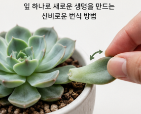 다육식물 잎꽂이