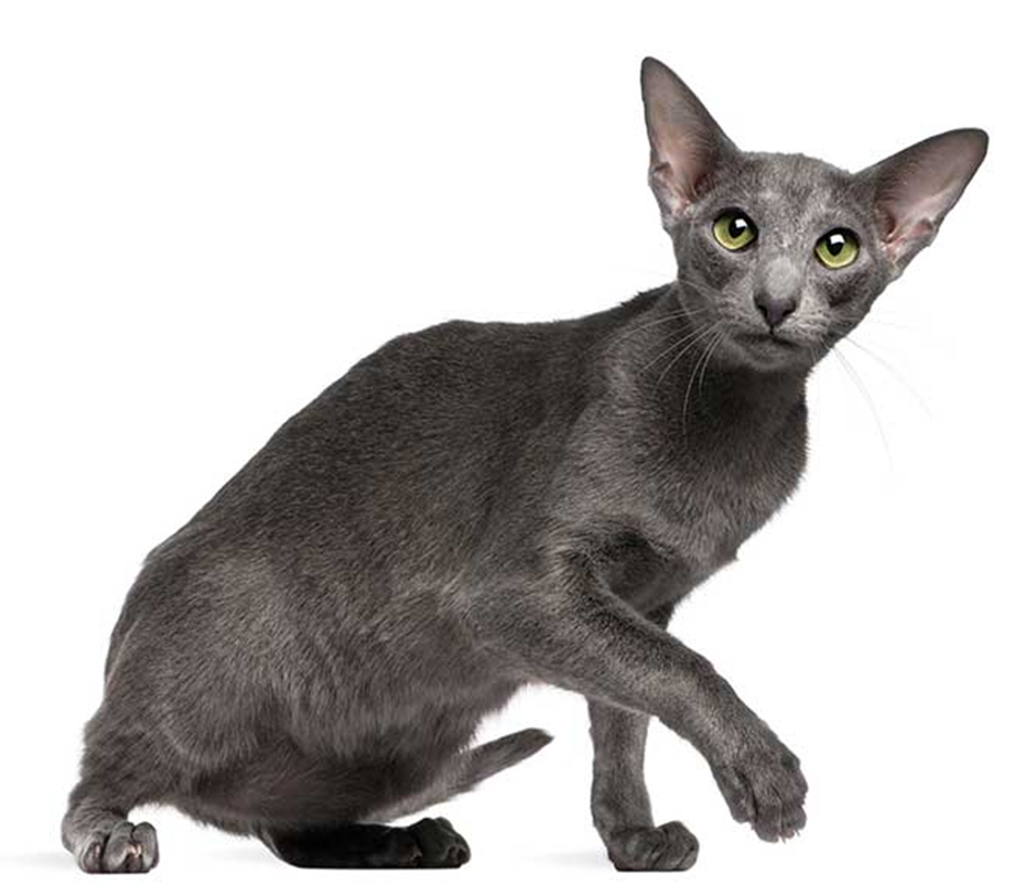 오리엔탈 숏헤어 고양이 이미지 - 2