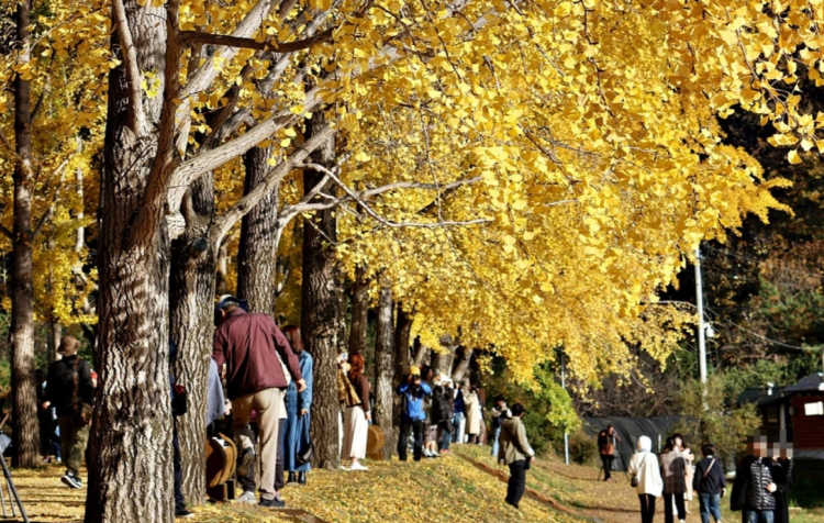 괴산 문광저수지 은행나무길