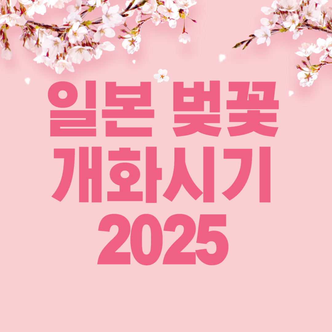 일본 벚꽃 관련