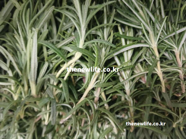 로즈마리 차 효능이 뇌 기능 향상에 도움을 주는 카르노신산이 풍부한 실사진