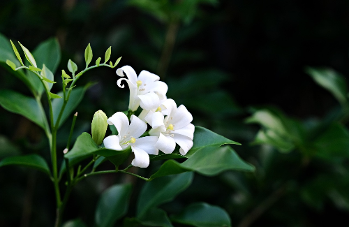 오렌지 자스민 사진