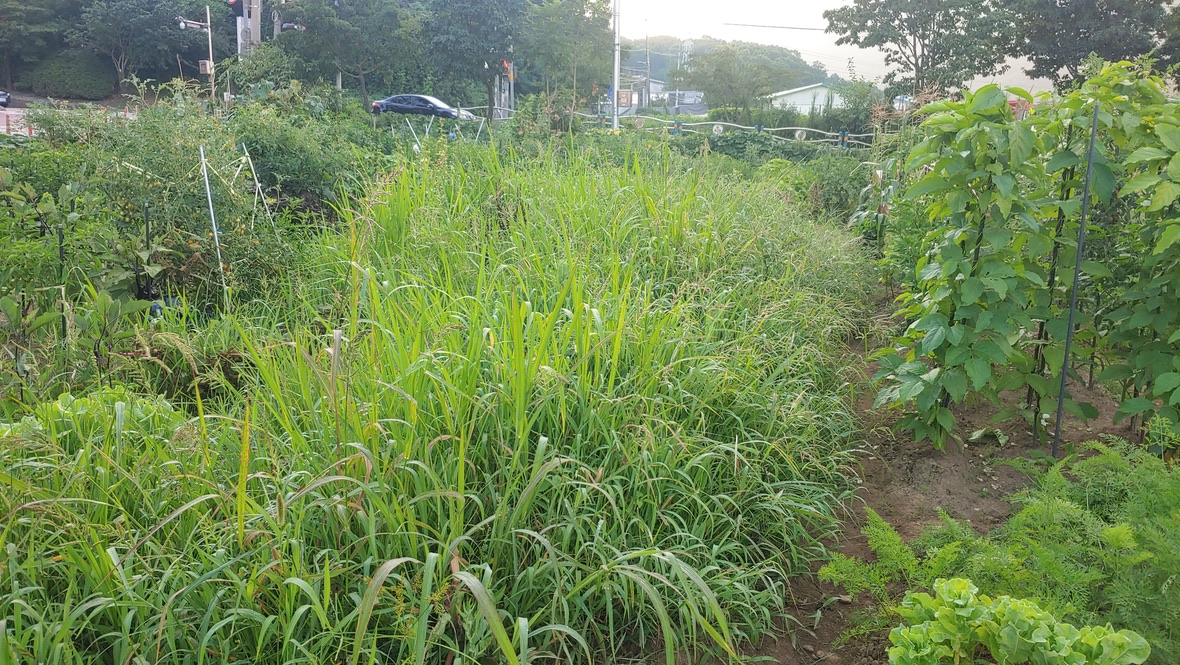 텃밭은 가득 채운 잡초