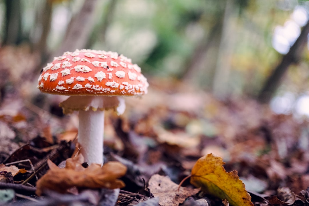Mushroom