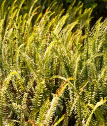 고사리 효능과 부작용 고르는법 칼로리