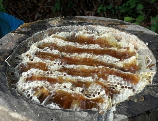 홍천-꿀의진수-토종꿀-늘봄농원