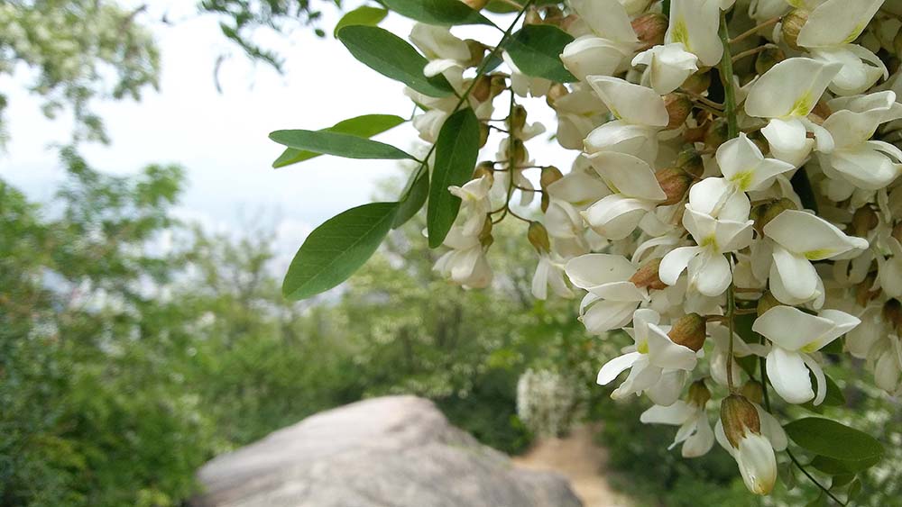 안산자락길에서 만난 5월의 아까시꽃