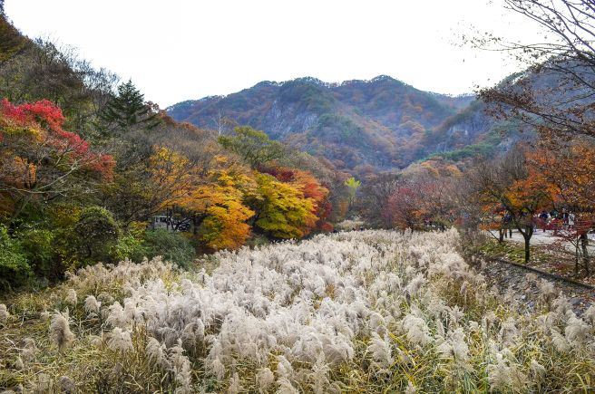 단풍
