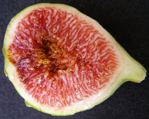 무화과 먹는 방법에 대한 보관팁_5