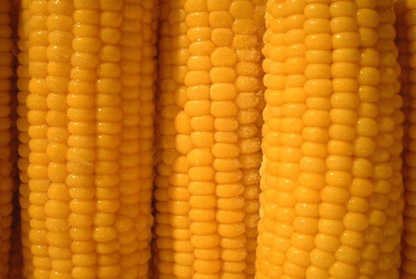 노랗고 알맹이가 꽉 찬 옥수수가 세로로 여러 개 진열돼 있고, 맛있게 잘 삶아졌다.