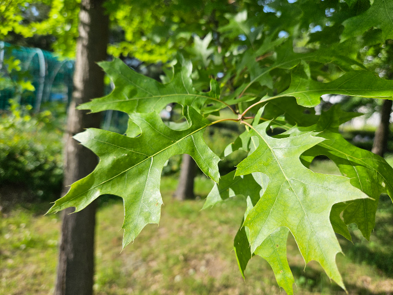 대왕참나무 잎1