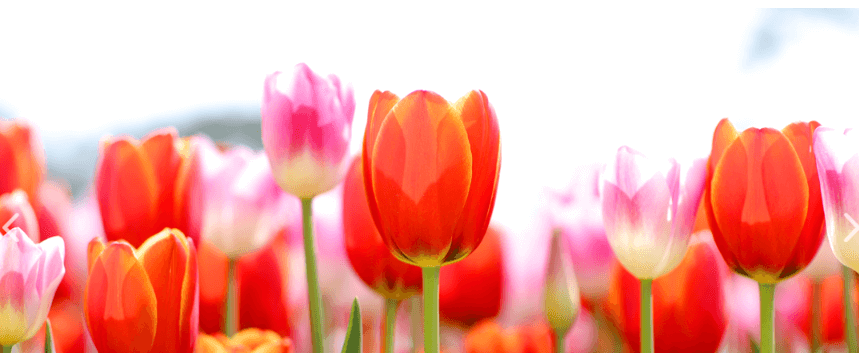 태안 튤립축제 기간 입장료 가는길