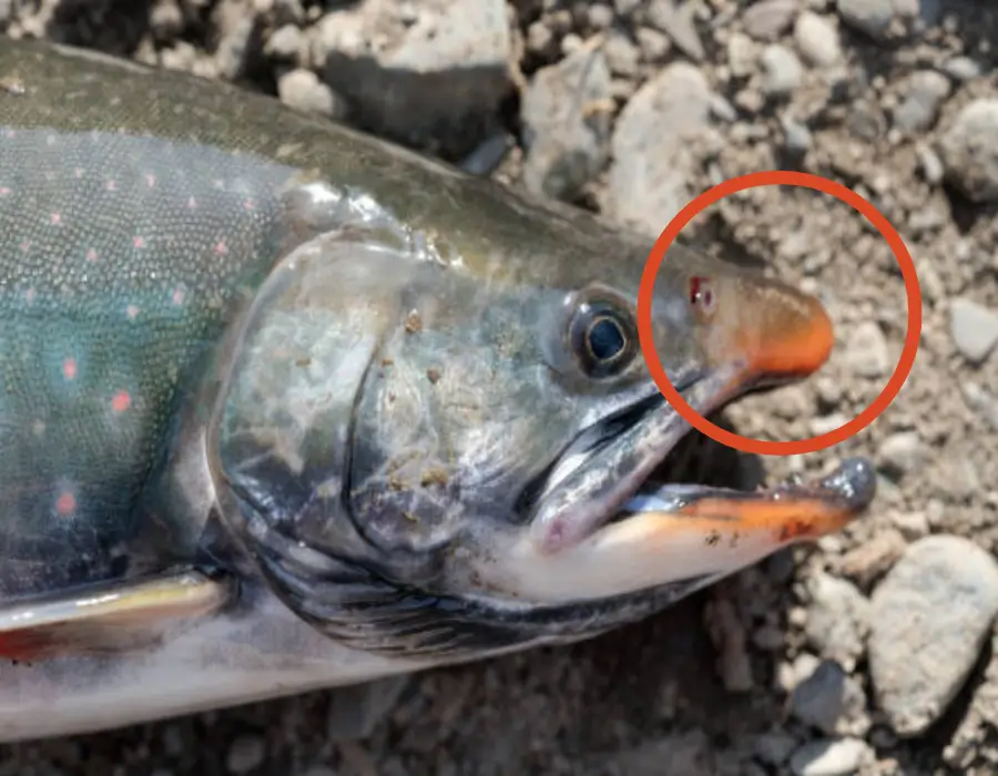 연어 코연골과 프로테오글리칸