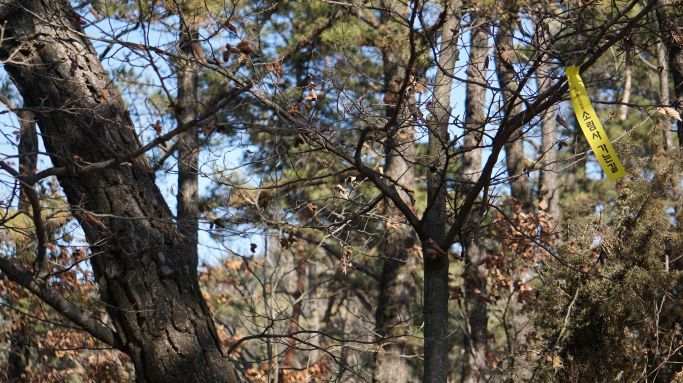 우거진 소나무 숲 나무줄기에 매어진 소림사 길안내리본,