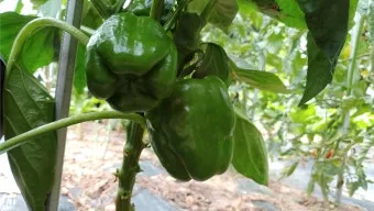 파프리카 재배 모종 선택 하우스 관리 착색 높이는법_7