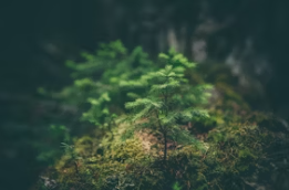 62년생 국민연금 수령나이 수령시기