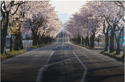 서울 벚꽃 vs 제주 벚꽃, 어디가 더 예쁠까?