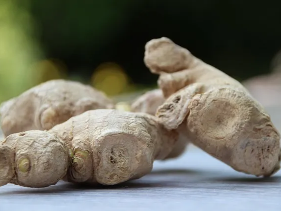 생강 대표 효능