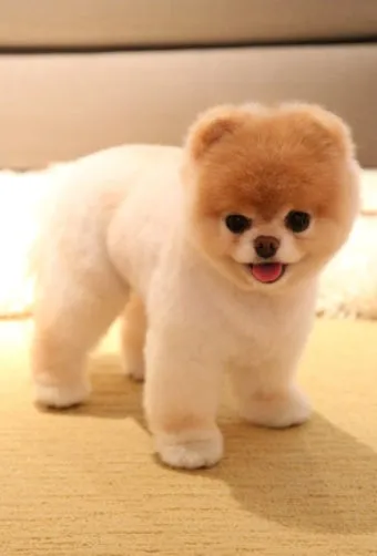 포메라니안 종류 18가지 털색깔 무늬 총정리 자료집_12