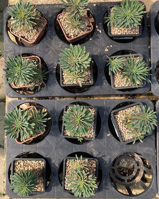 괴마옥_파인애플선인장