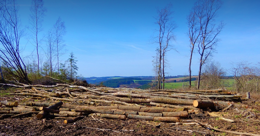 숲이 사라질 때: 산림 파괴가 불러오는 생태계와 인류의 위기