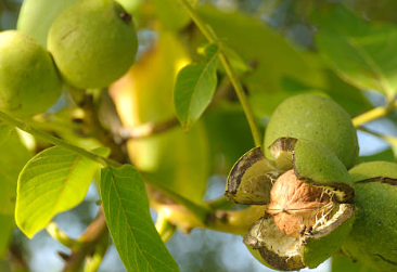 호두 효능 호두 하루 섭취량 칼로리 호두나무 재배 방법