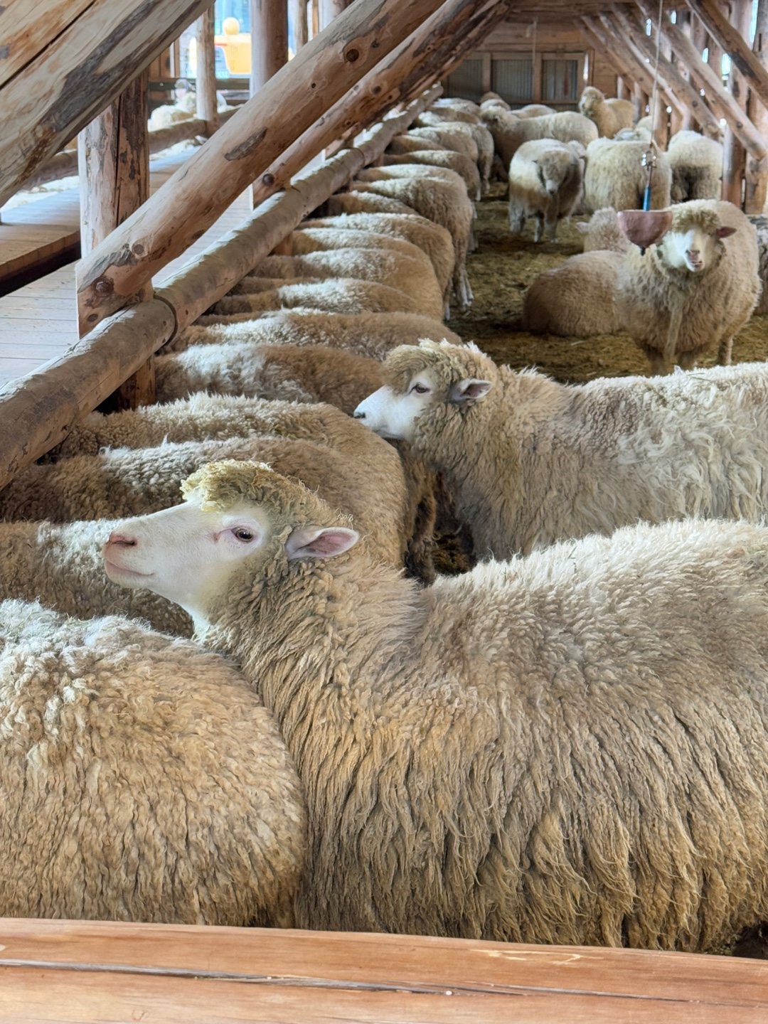 대관령 양떼목장