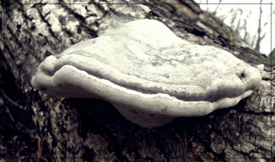 말굽버섯 효능 먹는법 가격 총정리