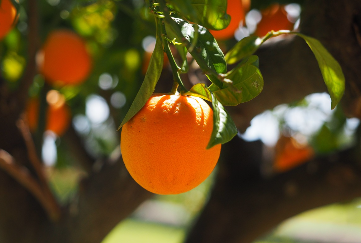 오렌지-후숙-보관