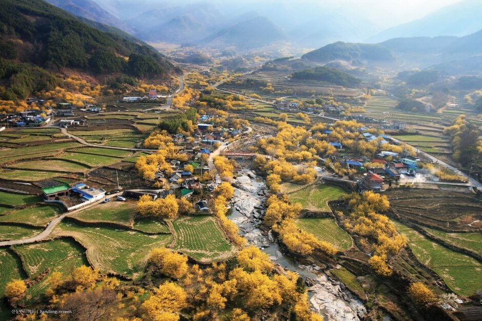 구례산수유꽃축제