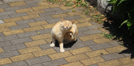 고양이