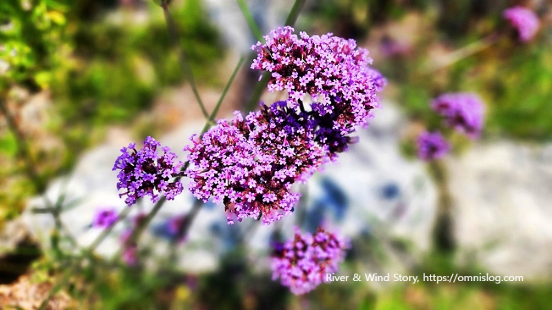 버들마편초, 영명 Willow dandelion flowers, 학명 Polygonum hydropiper L.